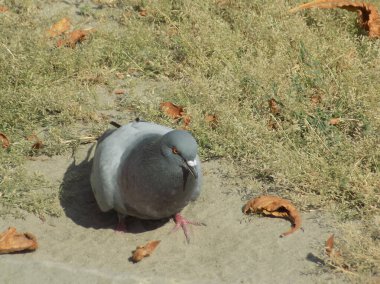 Güvercin (Columba) güvercin familyasından bir güvercin cinidir.).