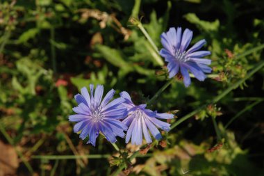 Centaurea, Saster familyasından bir bitki cinsidir.