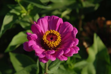 Zinnia (lat. Znnia, Asteraceae familyasının yıllık ve daimi bitki cinsi..