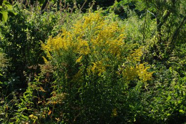 Golden Cowl Canadian (Latin Solidgo canadnsis), bloom, family astropeus, flowers, general view, genus goldenrod, green, leaves, or composite, taç yaprakları, plant, weed, wild, yellow