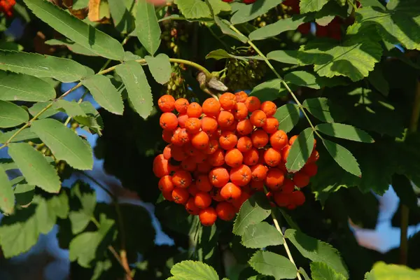 Castle Hill 'in genel manzarası 
