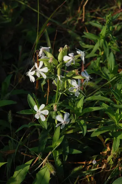 Silene vulgaris (Silene vulgaris) karanfilgiller (Caryophyllaceae) familyasından bir bitki türü.) 