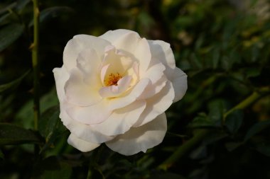 Beyaz gül (Latin Rosa L.)