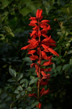 Parlak adaçayı, bahçe adaçayı, parlak salvia (Salvia splendens) nane ailesine ait bir bitki türüdür.).