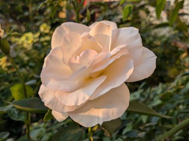 Beyaz gül (Latin Rosa L.)