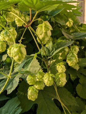 Humulus lupulus (Humulus lupulus), kenevir familyasından bir bitki türü..