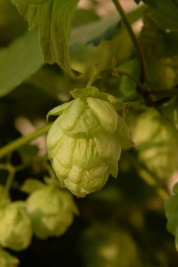 Humulus lupulus (Humulus lupulus), kenevir familyasından bir bitki türü..