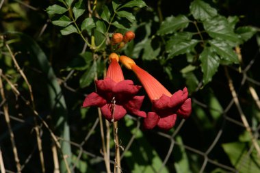 Campsis, Bignoniaceae (Bignoniaceae) familyasından bir yaprak sarmaşığı cinsidir.) 