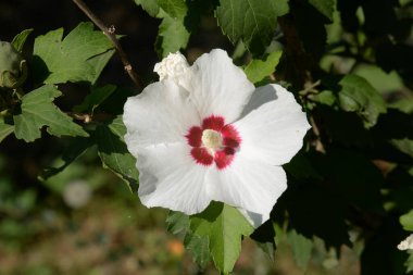  Malva, veya mallow (lat. Mlva)