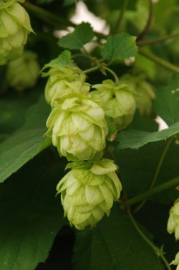Humulus lupulus (Humulus lupulus), kenevir familyasından bir bitki türü..