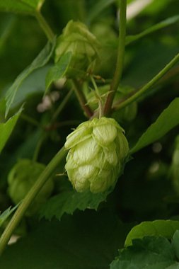 Humulus lupulus (Humulus lupulus), kenevir familyasından bir bitki türü..