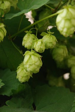 Humulus lupulus (Humulus lupulus), kenevir familyasından bir bitki türü..