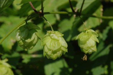 Humulus lupulus (Humulus lupulus), kenevir familyasından bir bitki türü..