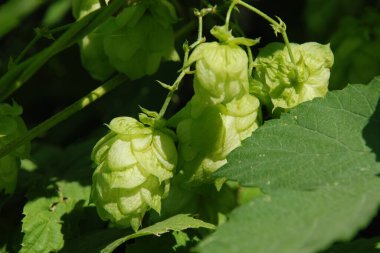 Humulus lupulus (Humulus lupulus), kenevir familyasından bir bitki türü..