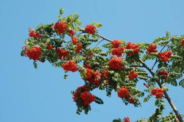 Castle Hill 'in genel manzarası 
