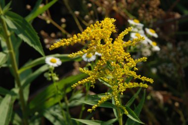Golden Cowl Canadian (Latin Solidgo canadnsis), bloom, family astropeus, flowers, general view, genus goldenrod, green, leaves, or composite, taç yaprakları, plant, weed, wild, yellow