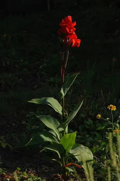 stock image Canna, kana (Canna) is a single genus of plants of the monotypic Cannaceae family          