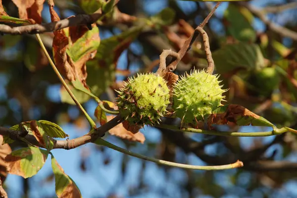 stock image Chestnut (Castanea Tourn) is a genus of deciduous trees of the beech family.Chestnut blossoms