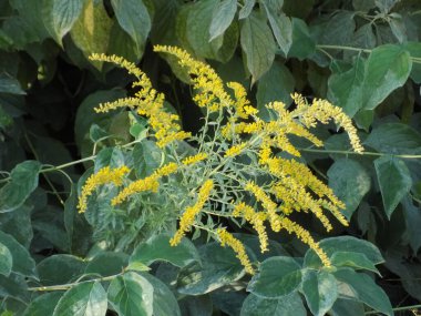 Golden Cowl Canadian (Latin Solidgo canadnsis), bloom, family astropeus, flowers, general view, genus goldenrod, green, leaves, or composite, taç yaprakları, plant, weed, wild, yellow