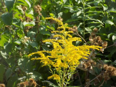 Golden Cowl Canadian (Latin Solidgo canadnsis), bloom, family astropeus, flowers, general view, genus goldenrod, green, leaves, or composite, taç yaprakları, plant, weed, wild, yellow         