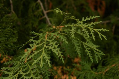 Thuja is a genus of evergreen coniferous trees and shrubs of the cypress family   clipart