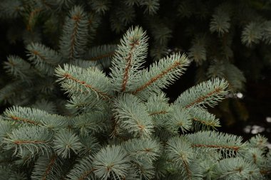 Dikenli, mavi veya Colorado ladin (Picea pungens Engelm.)