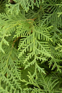 Thuja is a genus of evergreen coniferous trees and shrubs of the cypress family   clipart