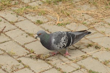 Güvercin (Columba) güvercin familyasından bir güvercin cinidir.).