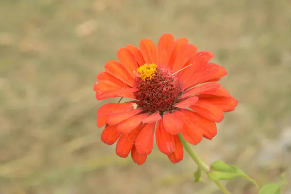 stock image Zinnia (lat. Znnia) is a genus of annual and perennial plants of the Asteraceae family.