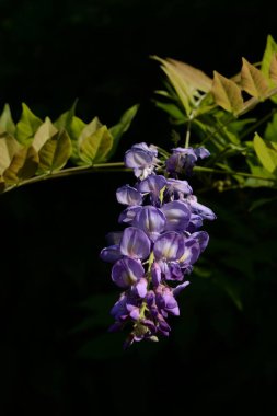 Wisteria (Yunanca - 