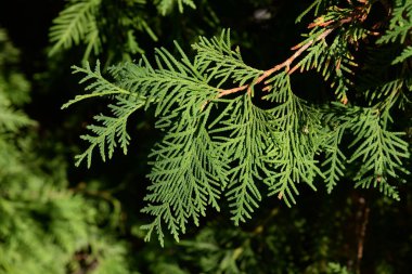 Thuja is a genus of evergreen coniferous trees and shrubs of the cypress family  
