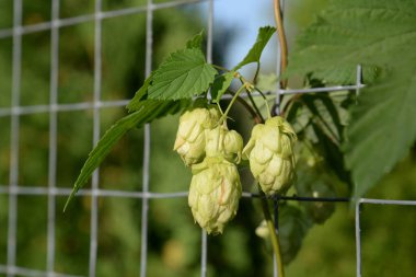 Humulus lupulus (Humulus lupulus), kenevir familyasından bir bitki türü..