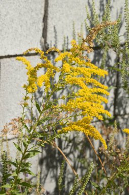 Golden Cowl Canadian (Latin Solidgo canadnsis), bloom, family astropeus, flowers, general view, genus goldenrod, green, leaves, or composite, taç yaprakları, plant, weed, wild, yellow