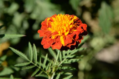 Castle Hill 'in genel manzarası 