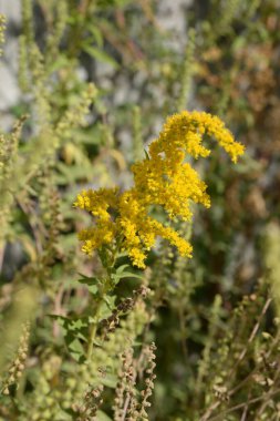 Golden Cowl Canadian (Latin Solidgo canadnsis), bloom, family astropeus, flowers, general view, genus goldenrod, green, leaves, or composite, taç yaprakları, plant, weed, wild, yellow