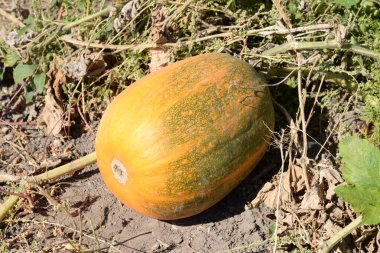 Yaygın bir balkabağı (lat. Cucurbita pepo, balkabağı familyasından bir bitki türü.)