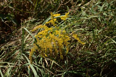 Golden Cowl Canadian (Latin Solidgo canadnsis), bloom, family astropeus, flowers, general view, genus goldenrod, green, leaves, or composite, taç yaprakları, plant, weed, wild, yellow