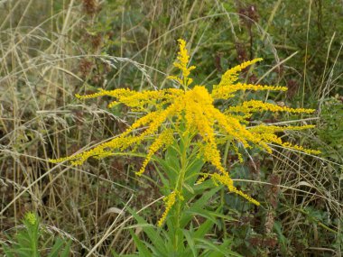 Golden Cowl Canadian (Latin Solidgo canadnsis), bloom, family astropeus, flowers, general view, genus goldenrod, green, leaves, or composite, taç yaprakları, plant, weed, wild, yellow