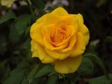 Sarı gül (Latin Rosa L.)           