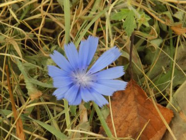 Centaurea, Saster familyasından bir bitki cinsidir.