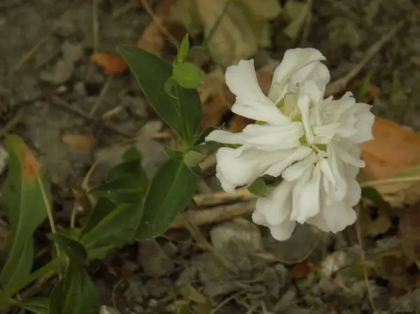 stock image Lychnis (lat. Lchnis), stars is a genus of plants of the clove family.