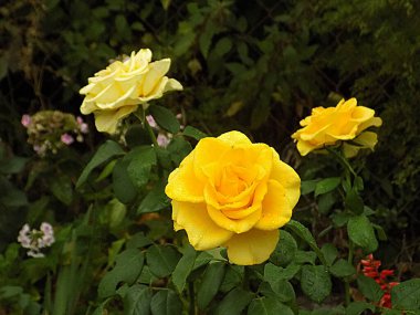 Sarı gül (Latin Rosa L.) 