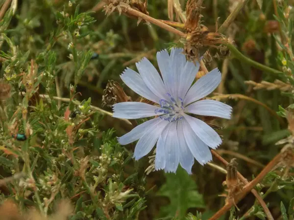 Centaurea, Saster familyasından bir bitki cinsidir.