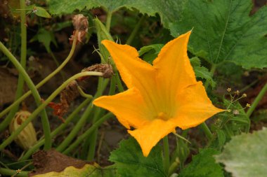 Yaygın bir balkabağı (lat. Cucurbita pepo, balkabağı familyasından bir bitki türü.)