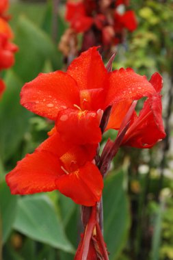 Canna, kana (Canna) is a single genus of plants of the monotypic Cannaceae family