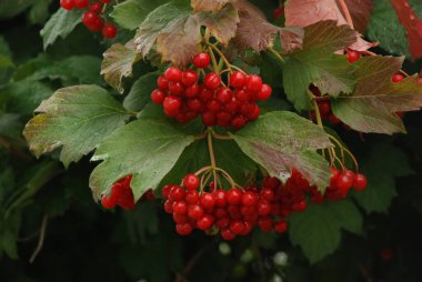  Kalina (Viburnum), Tansy familyasından bir bitki cinsidir.