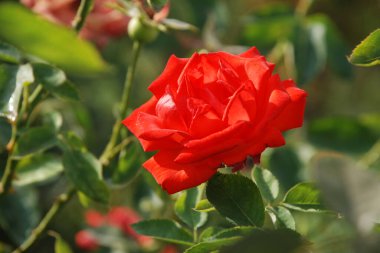  Kırmızı gül (Latin Rosa L.) 