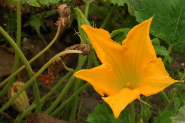 Yaygın bir balkabağı (lat. Cucurbita pepo, balkabağı familyasından bir bitki türü.)