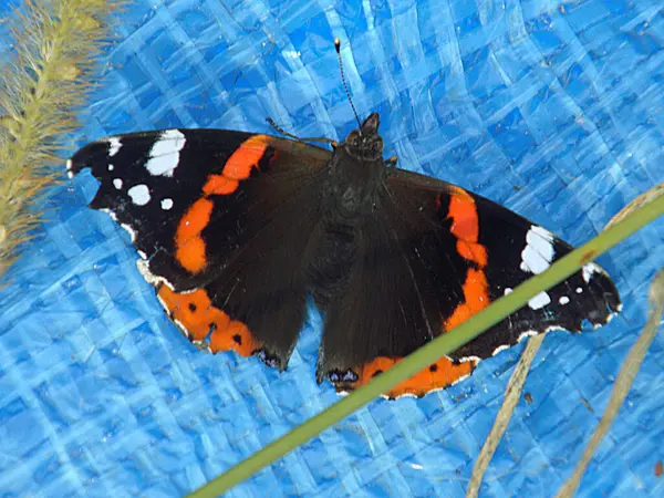 stock image Admiral sunflower (Vanessa atalanta) is a butterfly from the sunflower family.      