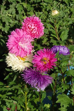 Aster, Aster familyasından bir bitki cinsidir (Asteraceae).).